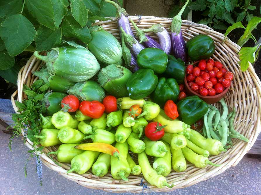 Vegetable Garden