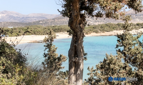 Κέδροι Νάξου εναντίον Κολεόπτερου